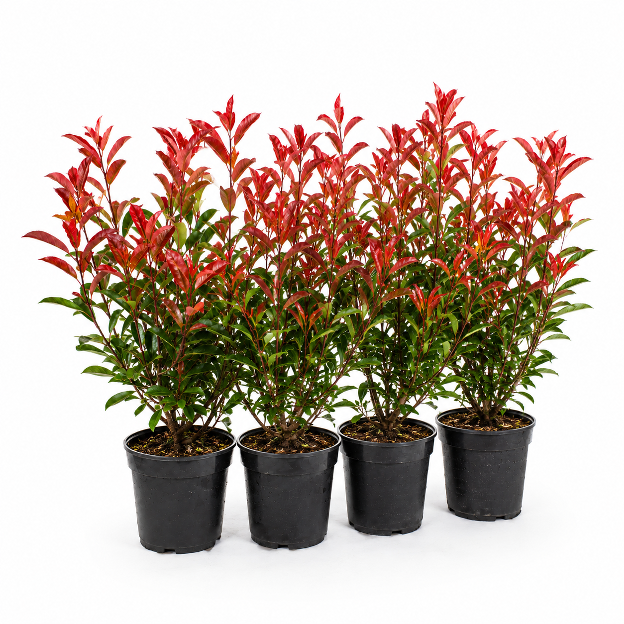 Photiniaxfraseri_RedRobin_HeckeGruppe