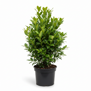 40-60 cm - 2 Liter Topf