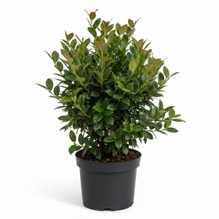 40-60 cm - 2 Liter Topf