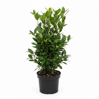 40-60 cm - 2 Liter Topf