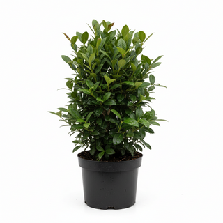 40-60 cm - 2 Liter Topf
