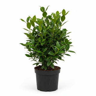 40-60 cm - 2 Liter Topf