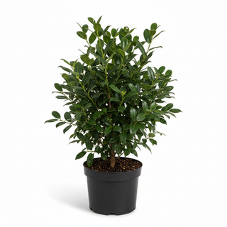 40-60 cm - 2 Liter Topf