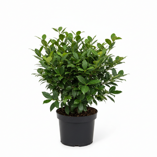 40-60 cm - 2 Liter Topf