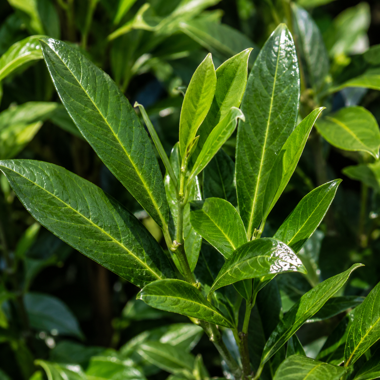 Prunuslaurocerasus_Caucasica_Blaetter