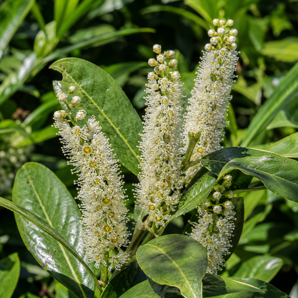 Prunuslaurocerasus_Caucasica_Bluete