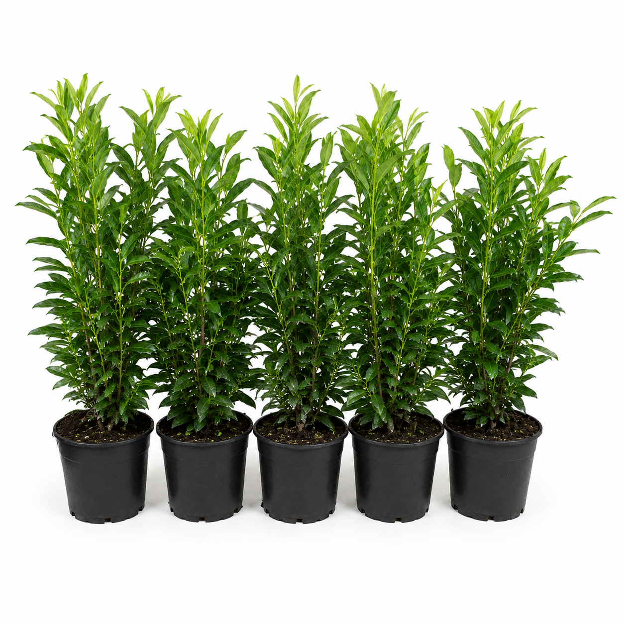 Prunuslaurocerasus_Caucasica_HeckeGruppe