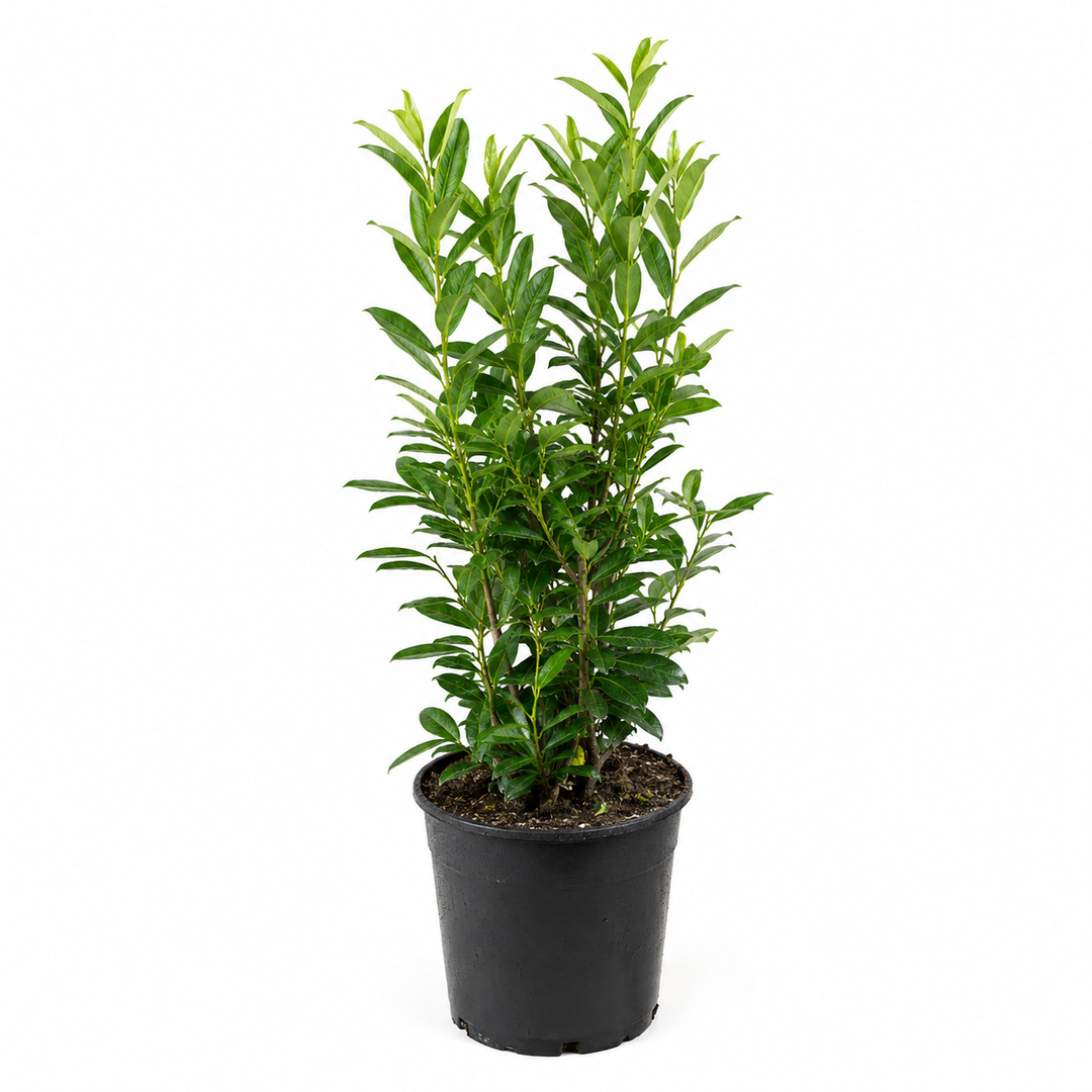 Prunuslaurocerasus_Caucasica_freigestellt