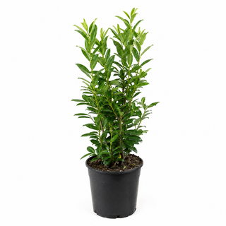 40-60 cm - 2 Liter Topf