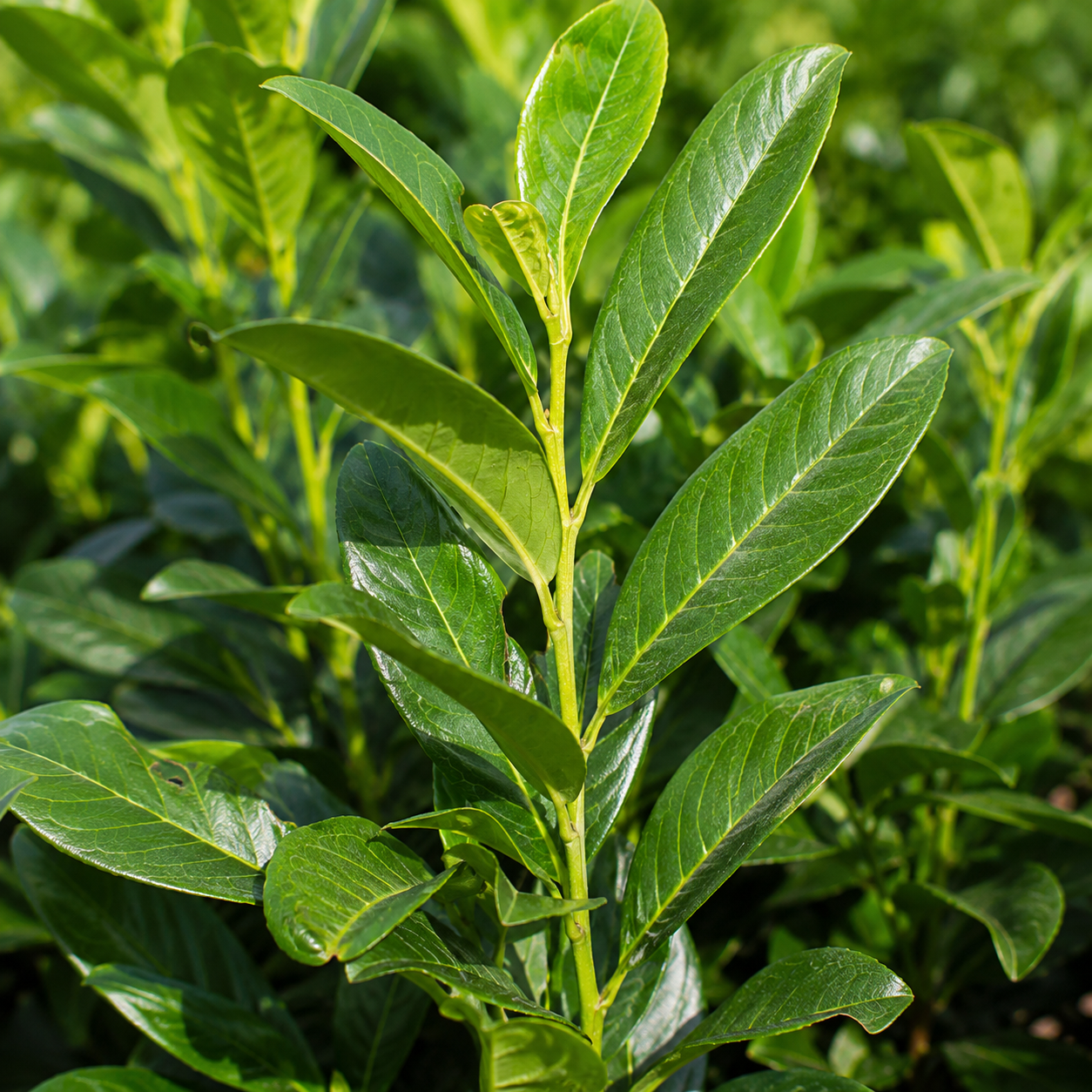 Prunuslaurocerasus_Elly_Blaetter