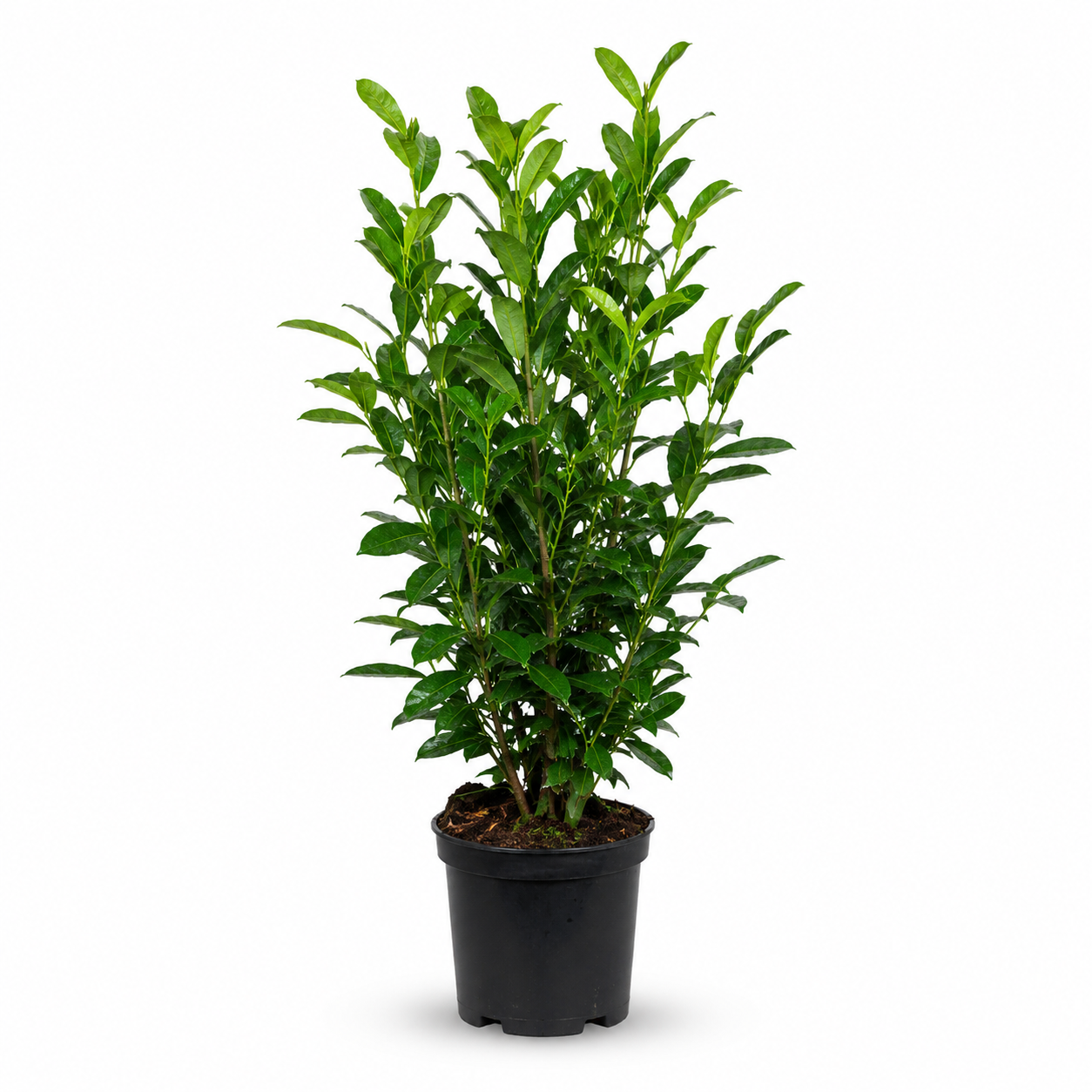 Prunuslaurocerasus_Elly_freigestellt