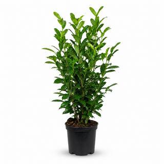 40-60 cm - 2 Liter Topf
