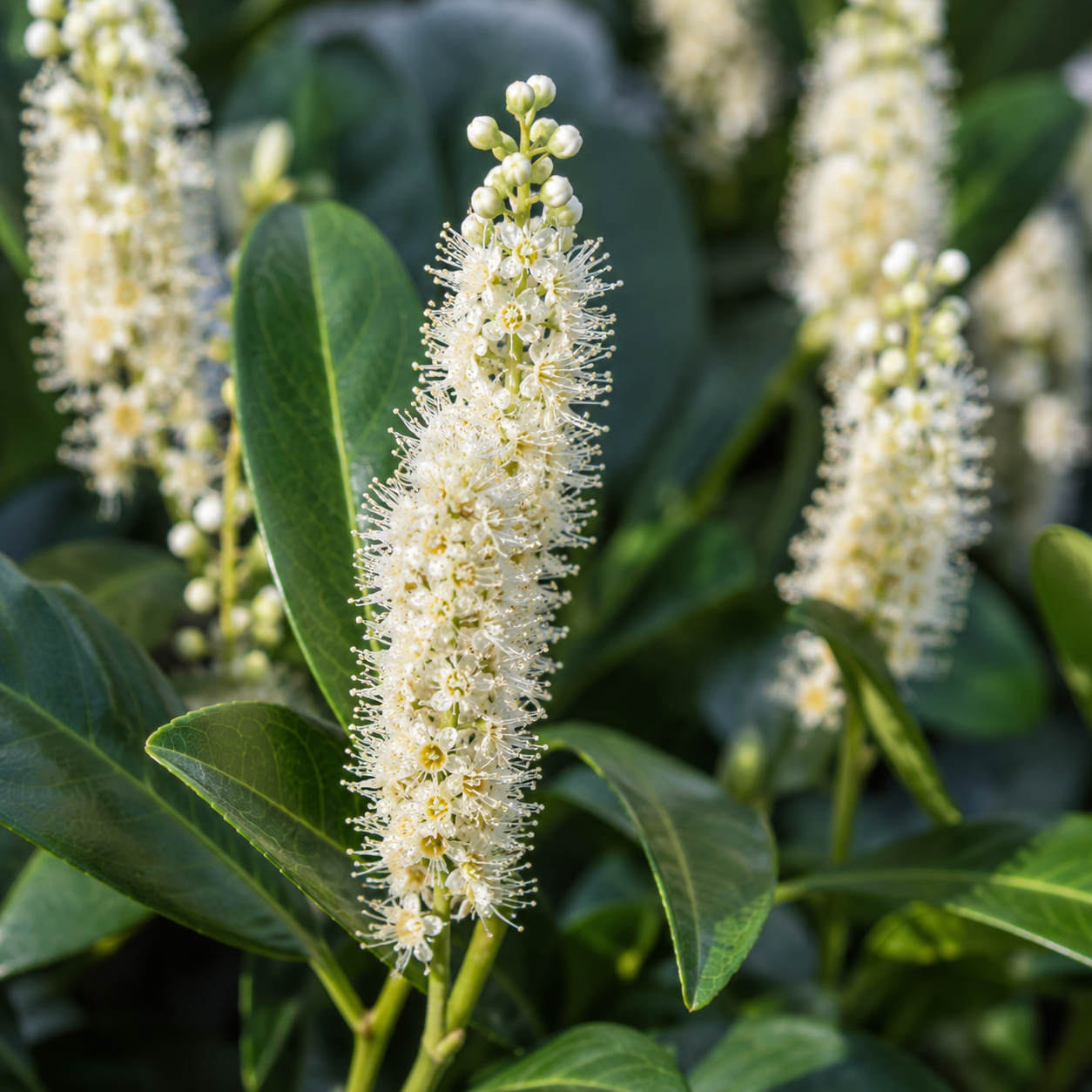 Prunuslaurocerasus_Etna_Blueten