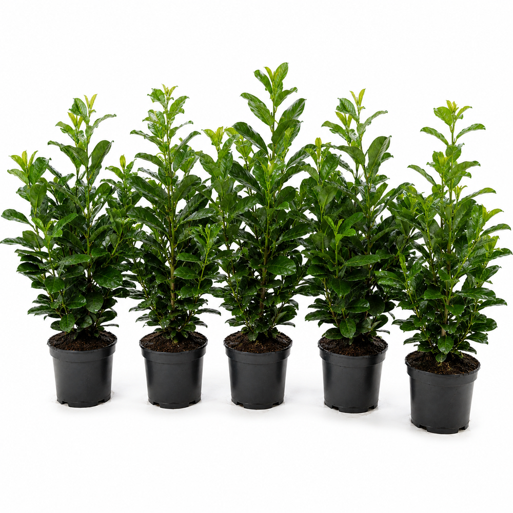 Prunuslaurocerasus_Etna_HeckeGruppe