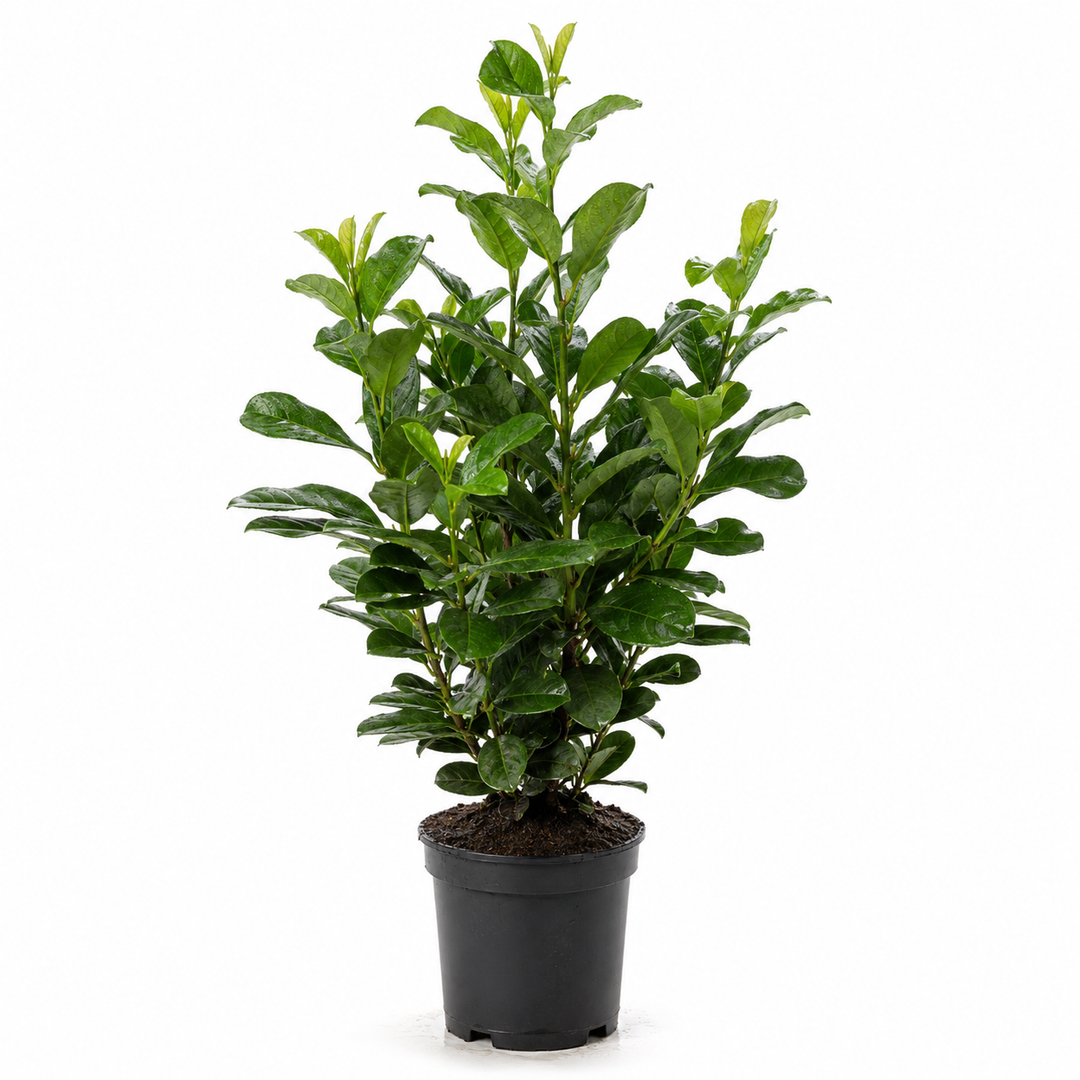 Prunuslaurocerasus_Etna_freigestellt