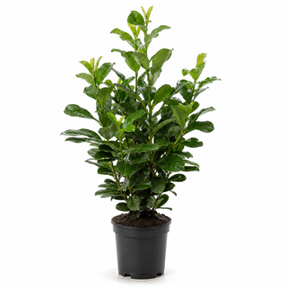 40-60 cm - 2 Liter Topf