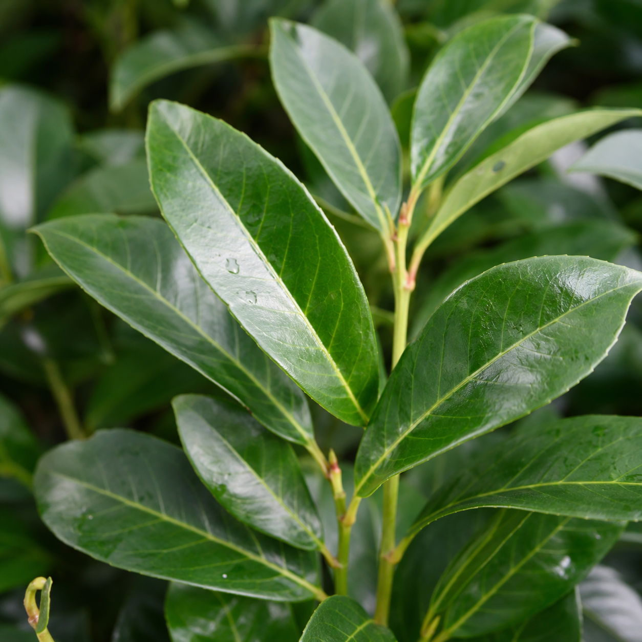 Prunuslaurocerasus_Genolia_Blaetter