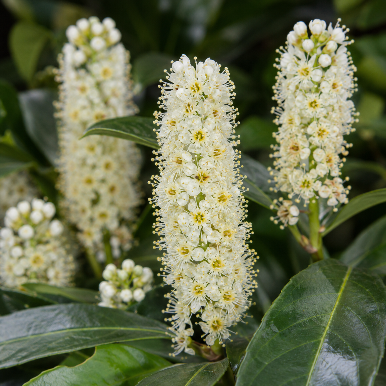 Prunuslaurocerasus_Genolia_Blueten