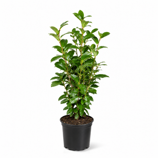 40-60 cm - 2 Liter Topf