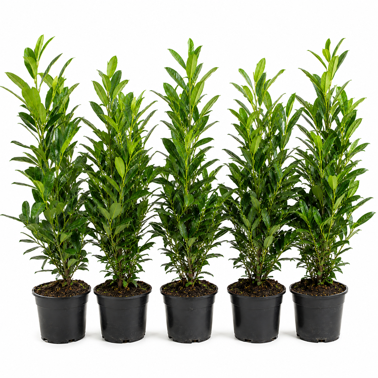 Prunuslaurocerasus_Herbergii_HeckeGruppe