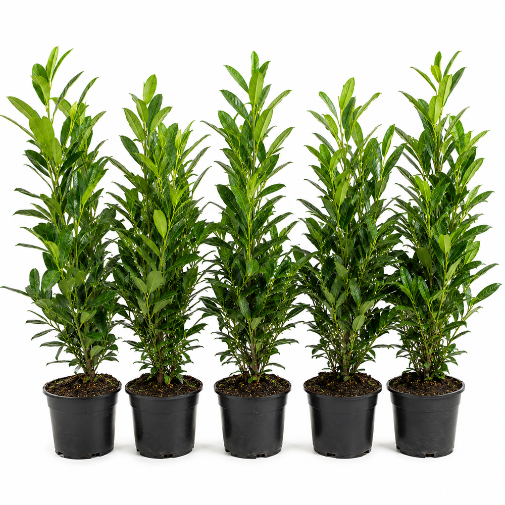 Prunuslaurocerasus_Herbergii_HeckeGruppe