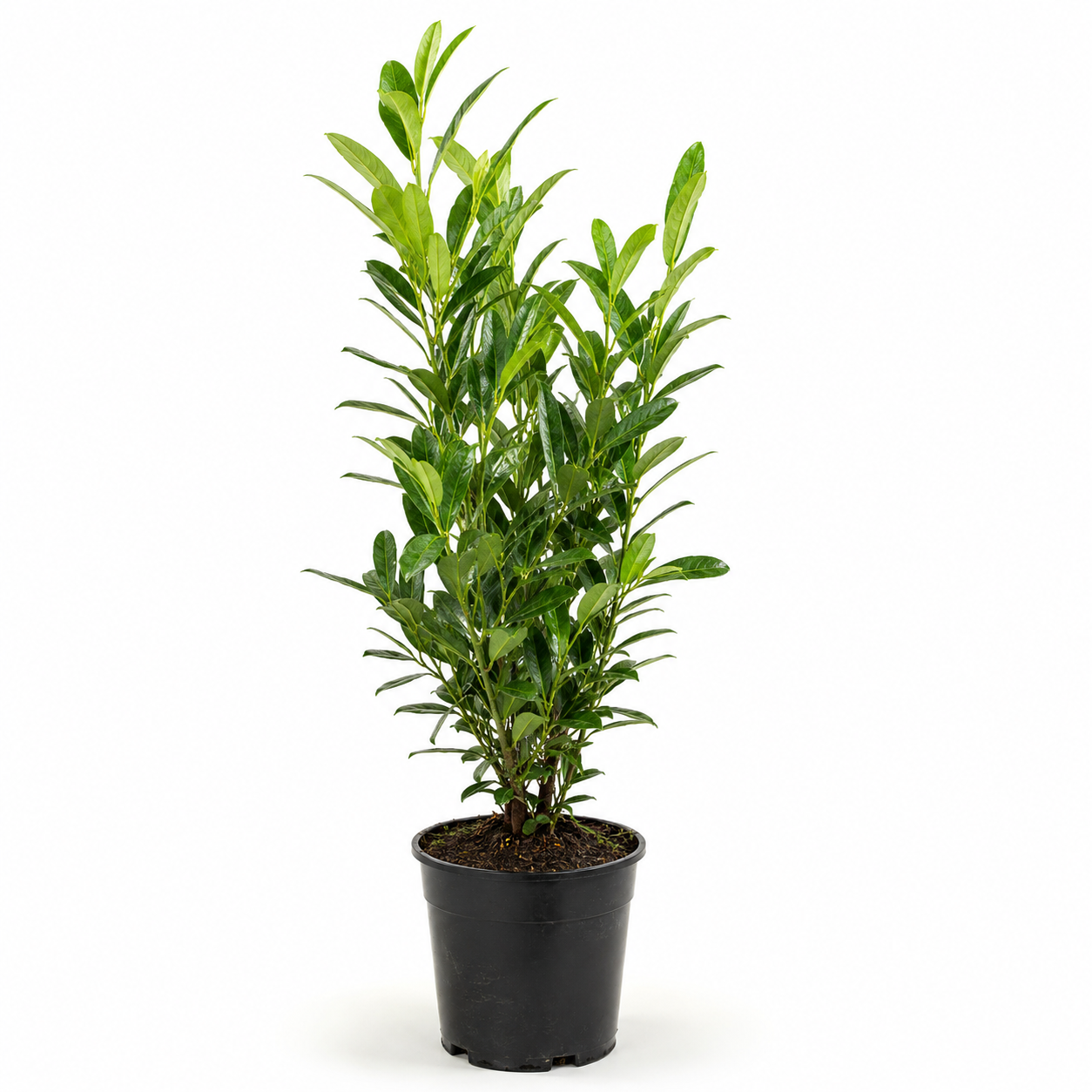 Prunuslaurocerasus_Herbergii_freigestellt