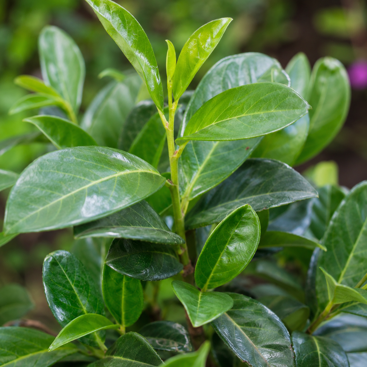 Prunuslaurocerasus_Novita_Blaetter