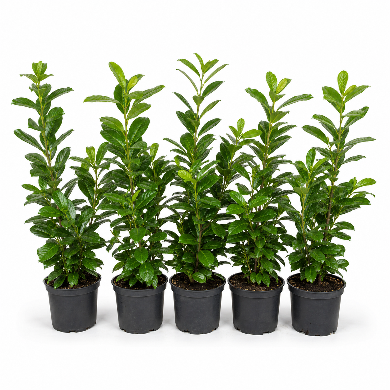 Prunuslaurocerasus_Novita_HeckeGruppe