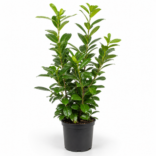 40-60 cm - 2 Liter Topf
