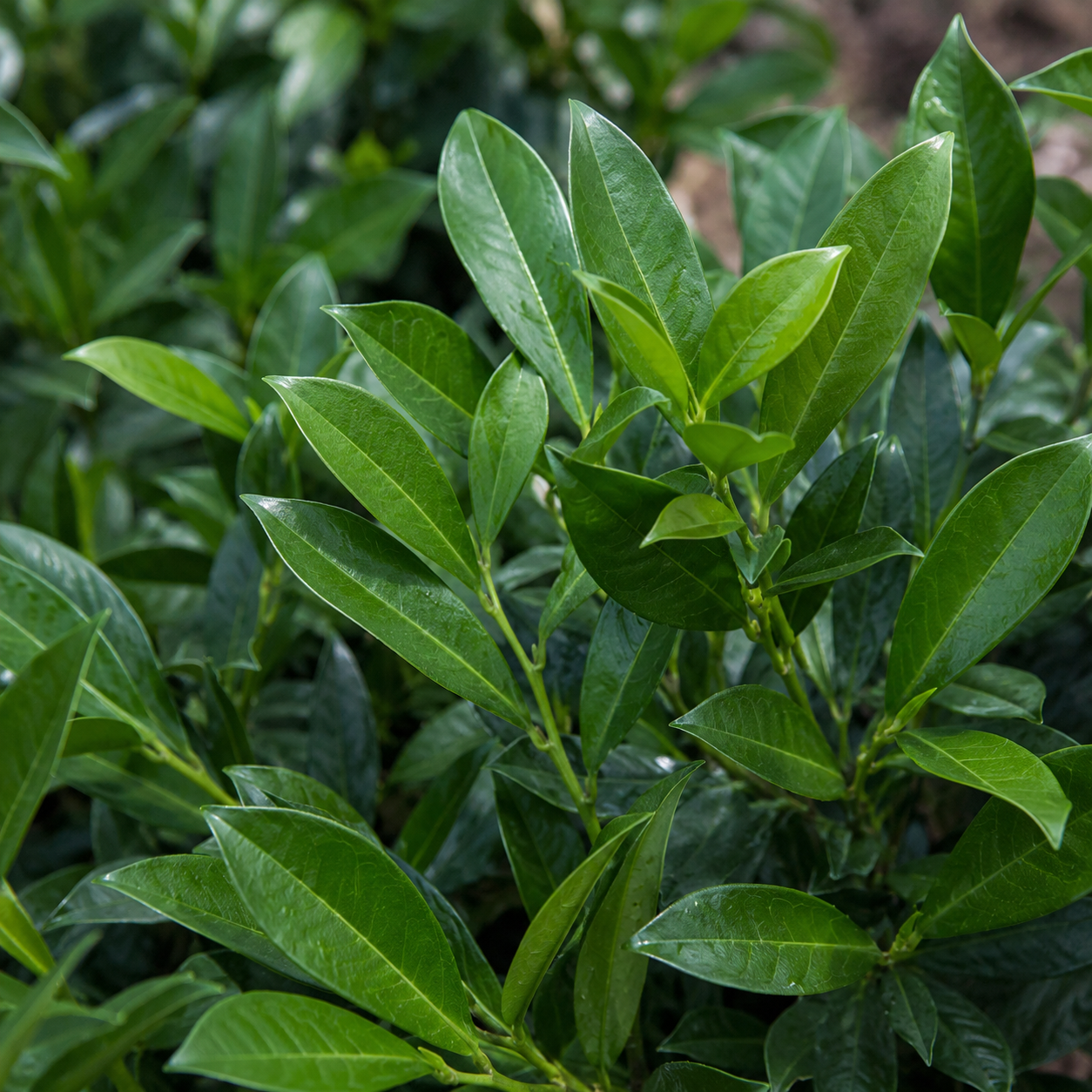 Prunuslaurocerasus_OttoLuyken_Blaetter