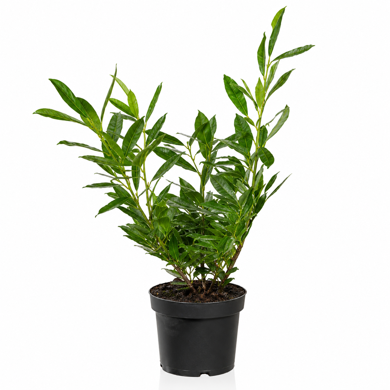 Kirschlorbeer - Otto Lyken