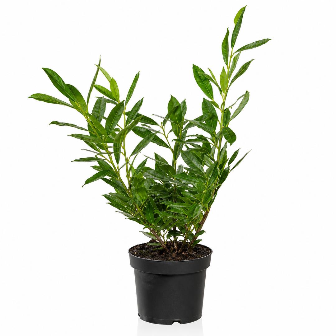 Prunuslaurocerasus_OttoLuyken_freigestellt