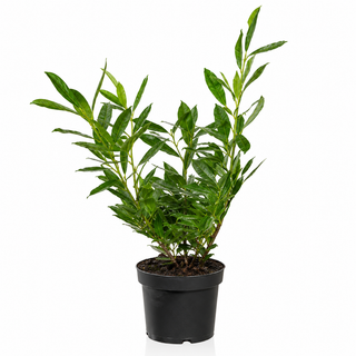 40-60 cm - 2 Liter Topf
