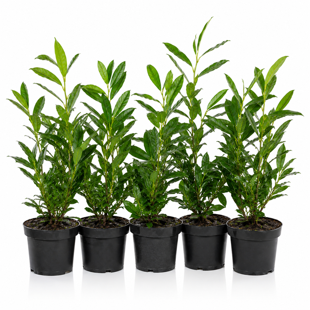 Prunuslaurocerasus_OttoLyken_HeckeGruppe