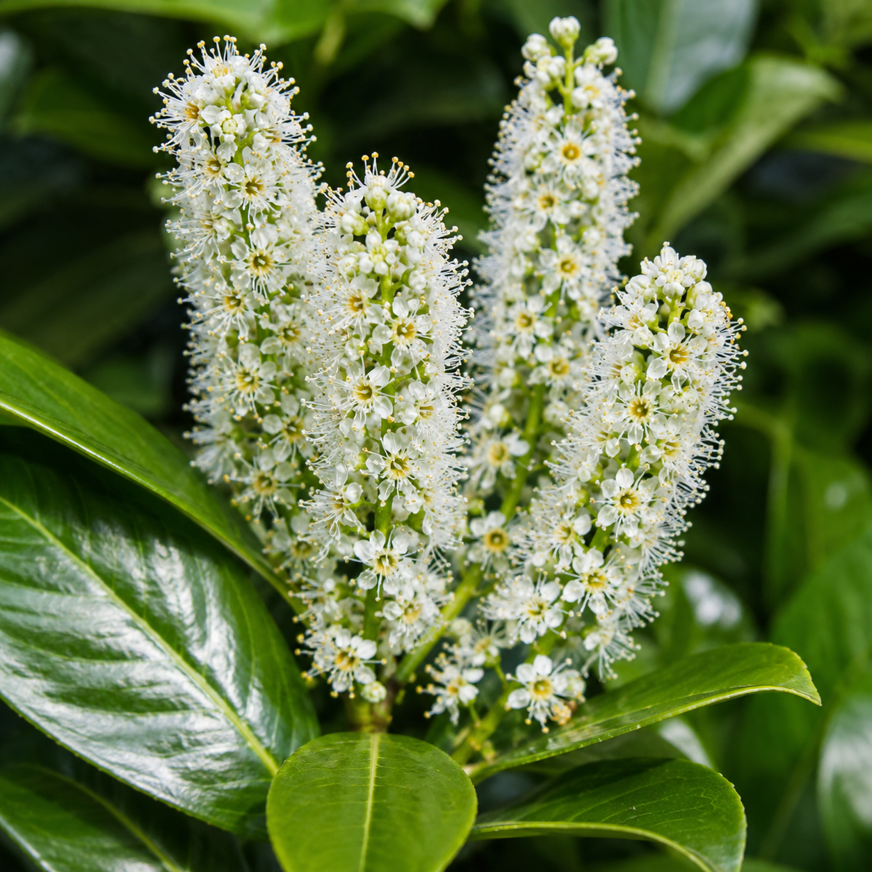 Prunuslaurocerasus_Rotundifolia_Blueten