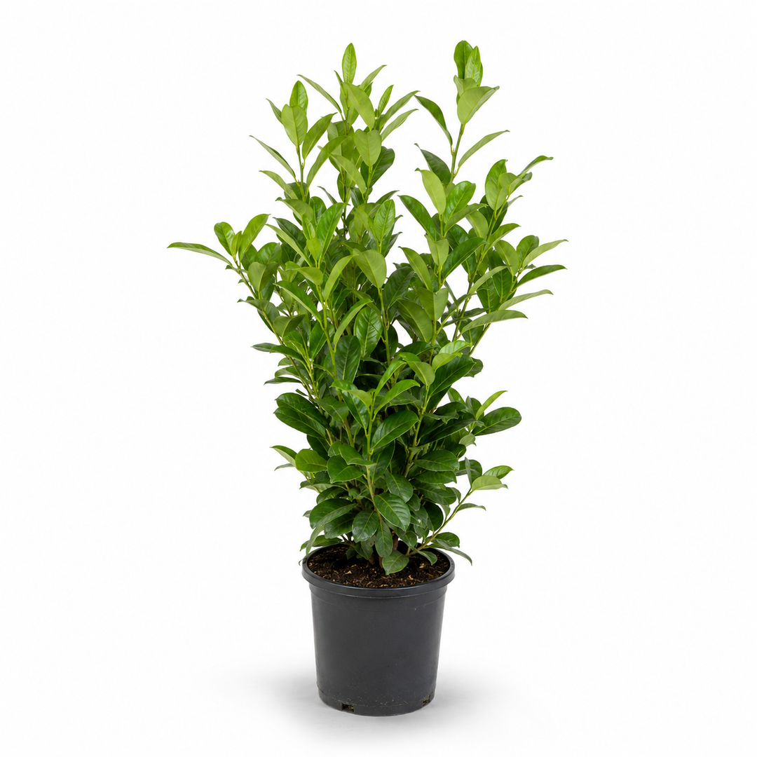 Prunuslaurocerasus_Rotundifolia_freigestellt