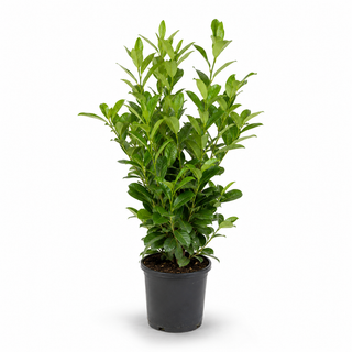 40-60 cm - 2 Liter Topf