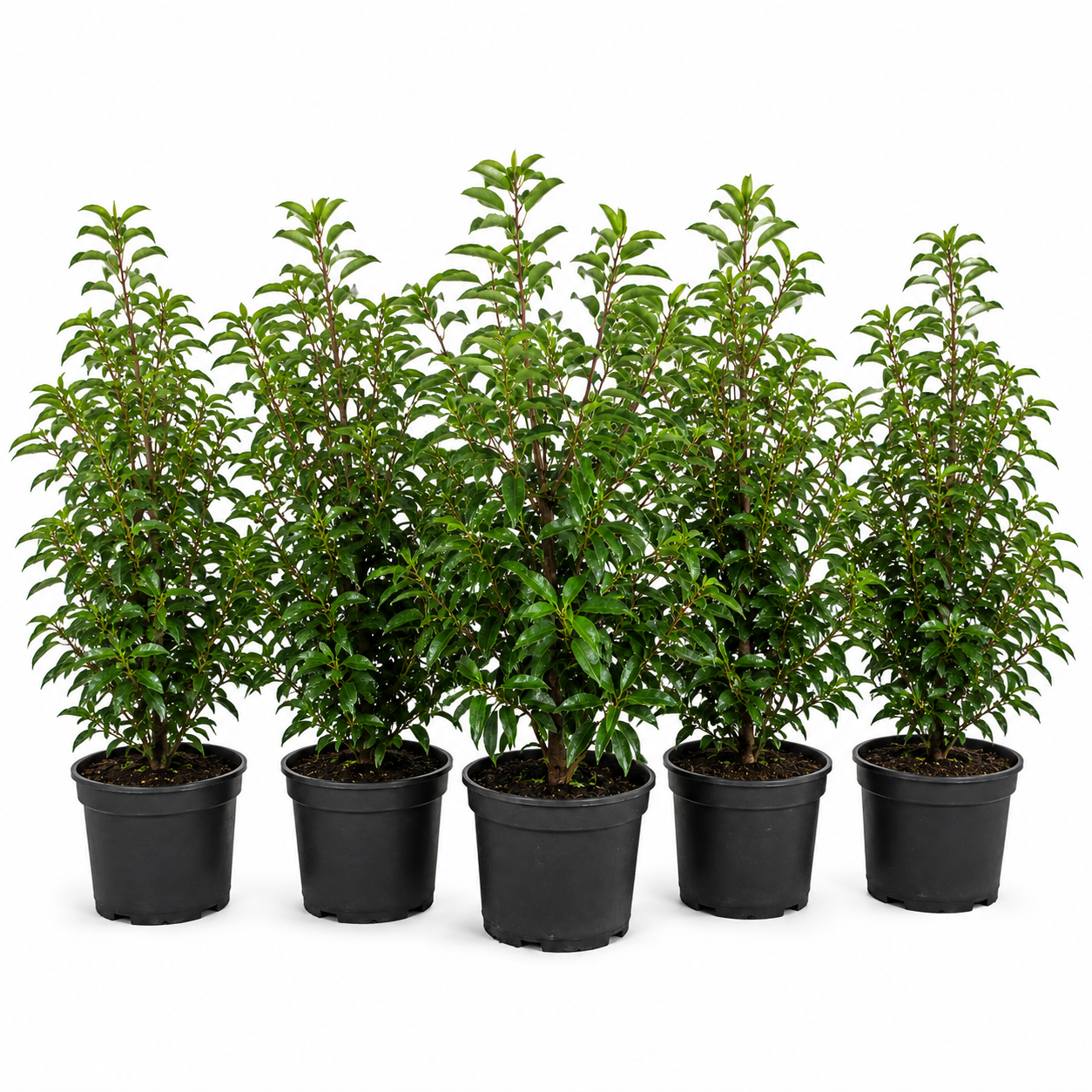 PrunuslusitanicaHeckeGruppe