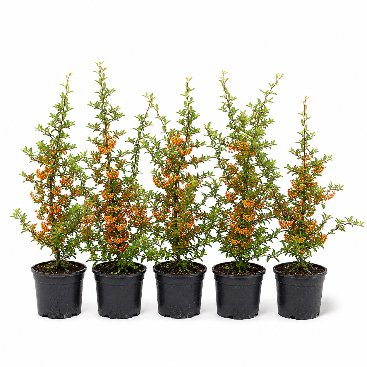 Pyracantha_OrangeGlow_HeckeGruppe