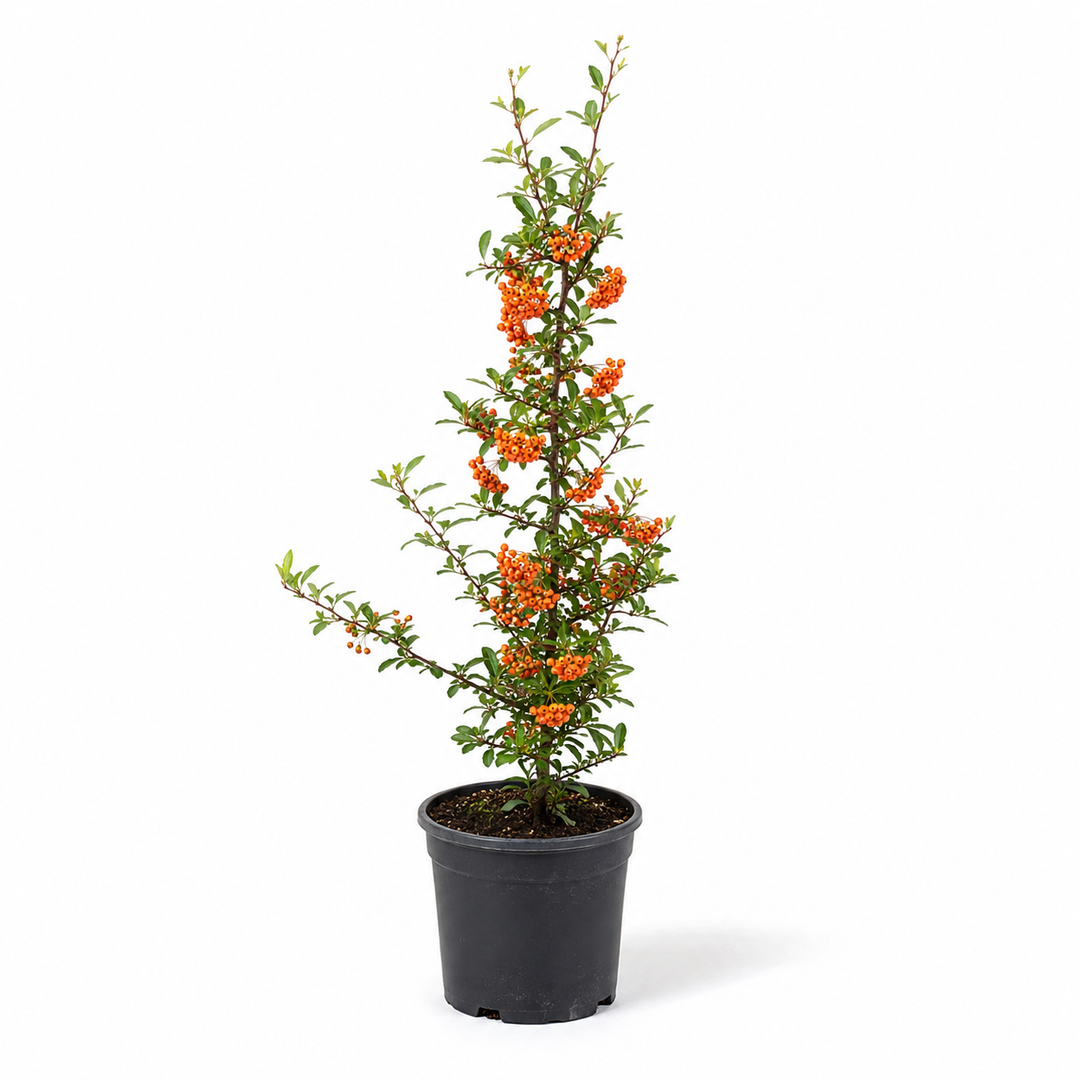 Pyracantha_OrangeGlow_freigestellt
