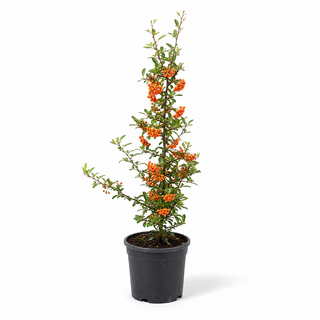 40-60 cm - 2 Liter Topf