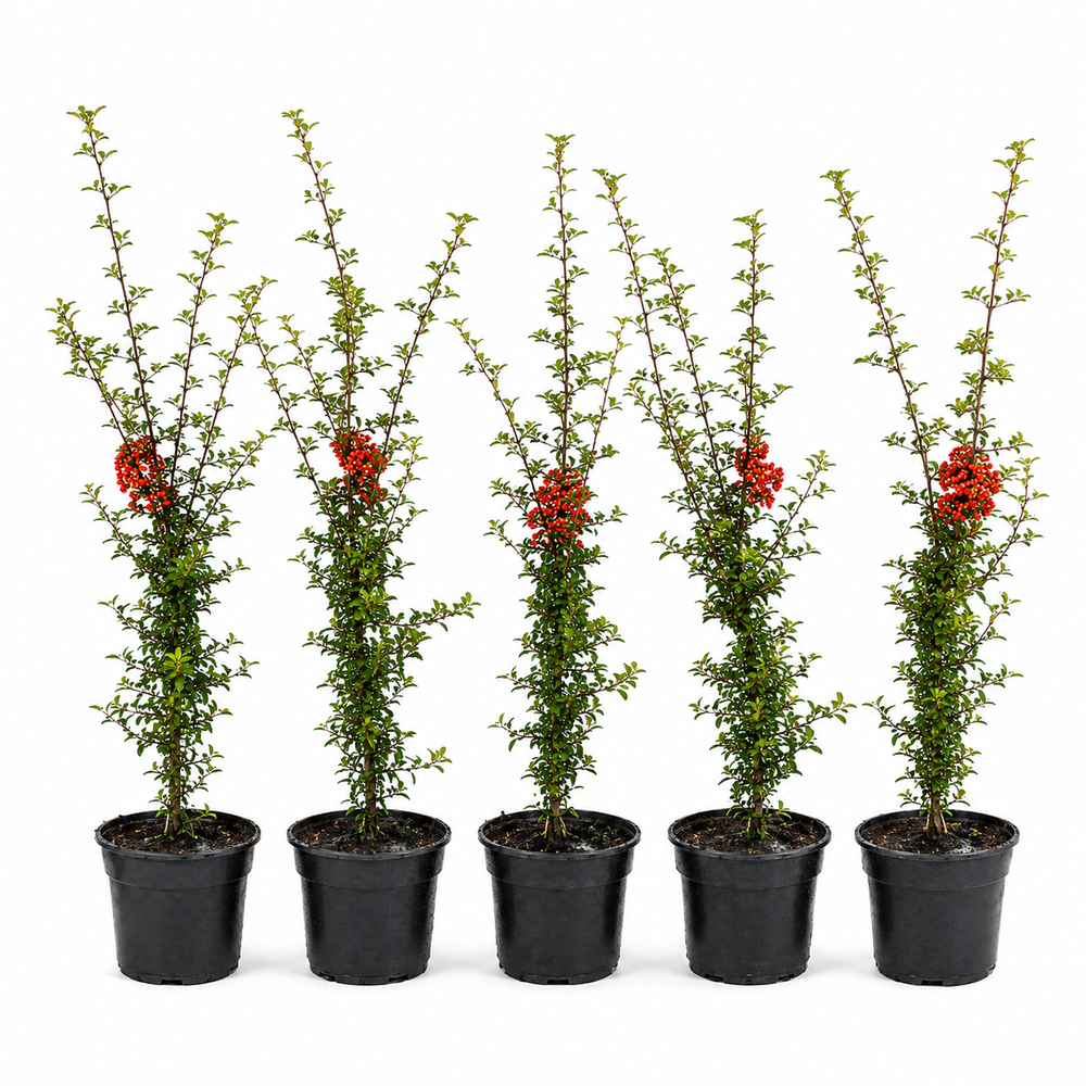 Pyracantha_RedColumn_HeckeGruppe