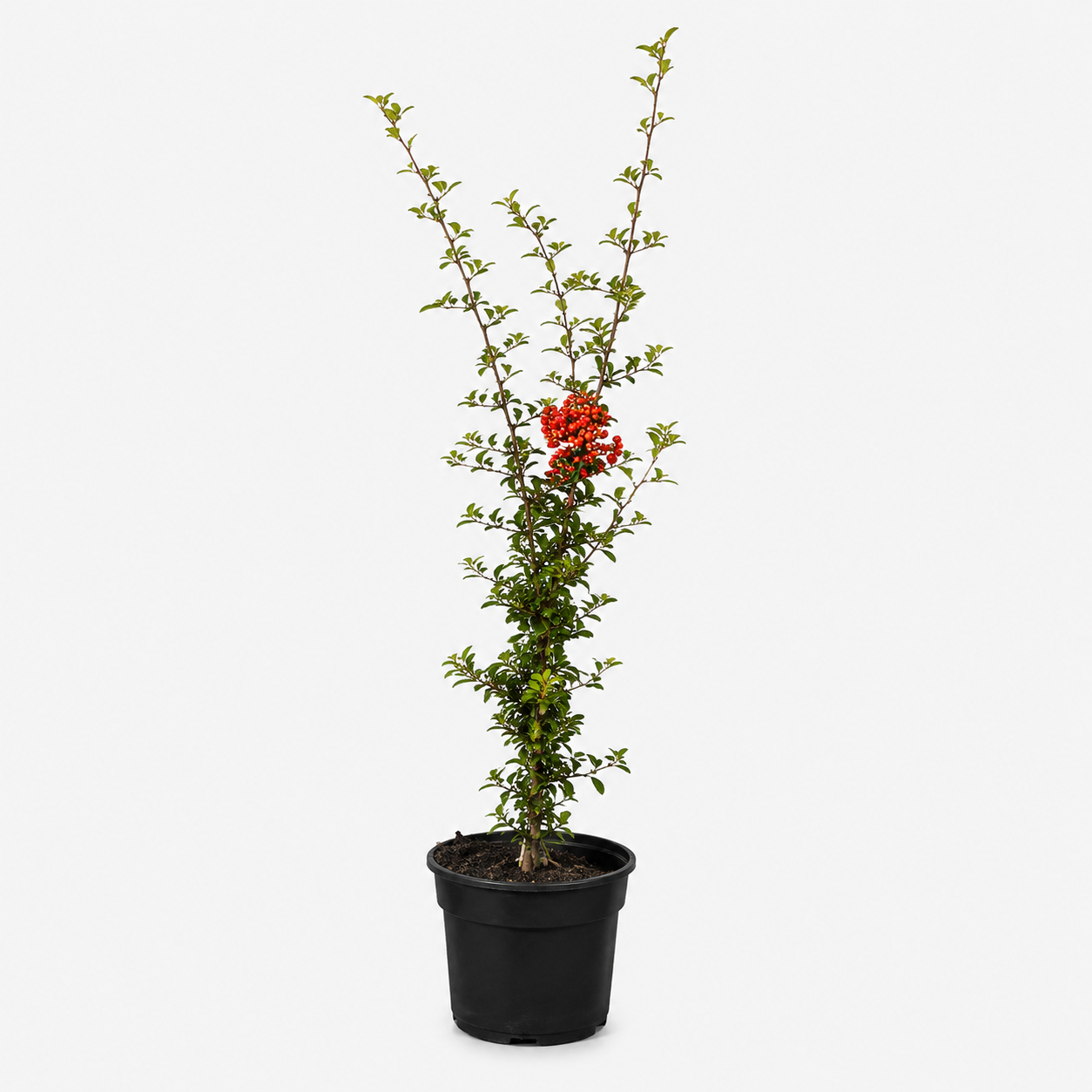 Pyracantha_RedColumn_freigestellt