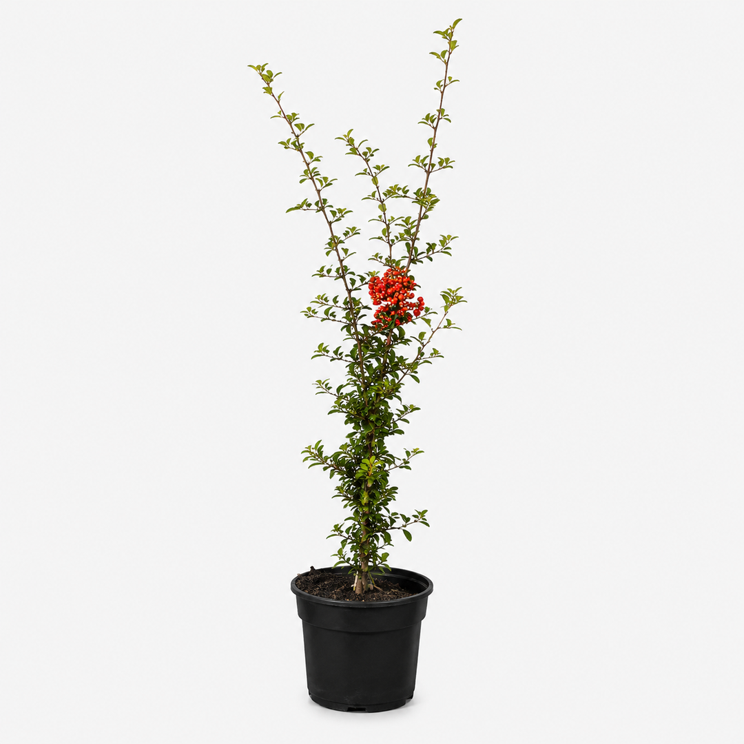 Pyracantha_RedColumn_freigestellt
