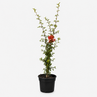 40-60 cm - 2 Liter Topf