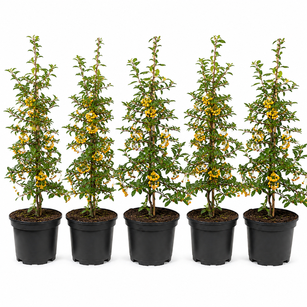 Pyracantha_Soleild_Or_HeckeGruppe