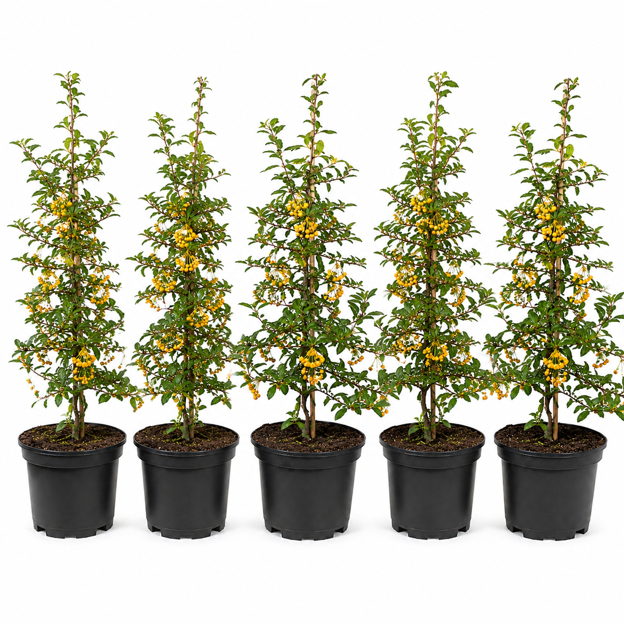 Pyracantha_Soleild_Or_HeckeGruppe