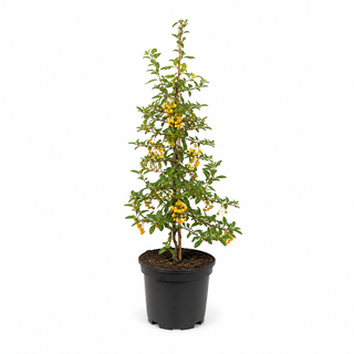 40-60 cm - 2 Liter Topf