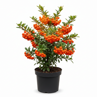 40-60 cm - 2 Liter Topf