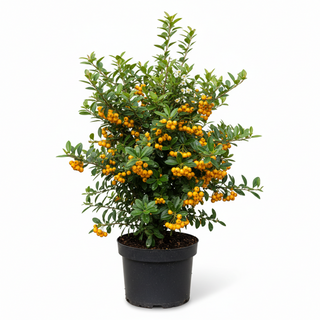 40-60 cm - 2 Liter Topf